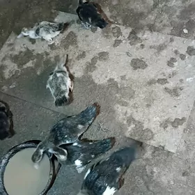 индушка жуже