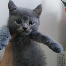 шотландский котенок shotlanski