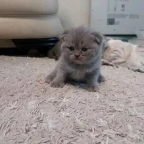 Серая девочка