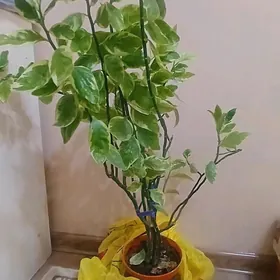 Gul Домашний цветок