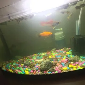 продаю аквариум