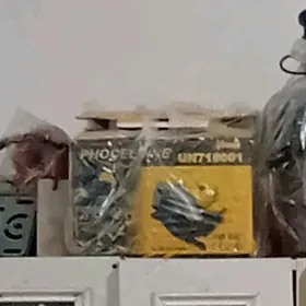 Tagta kesyan (paked)