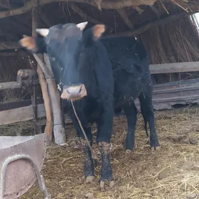 мейдан окуз