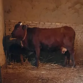 13.14.LIT GÖLELI SYGYR IRI MAL