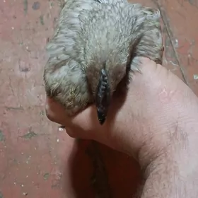 lakedance paroda juje gara et