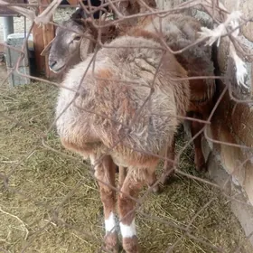 gisar goc,gisar tokly