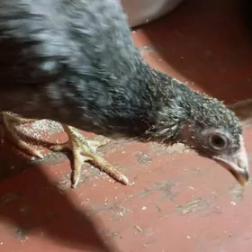 arakuana paroda juje