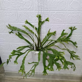 АСПЛЕНИУМ - ПАПОРОТНИК