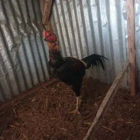 байсов жуже