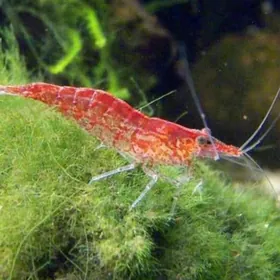 Аквариум.креветки "Неокардины"