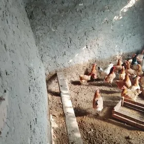 MESNİ TOWUK ABMEN MEÝDE MAL BL