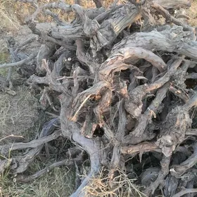 tön̈n̈e üzüm ,tut.