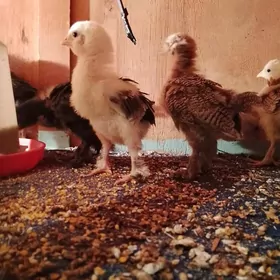 broma gigant juýjeler