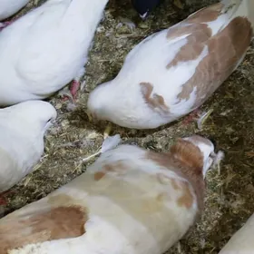 Kepderi Кепдери Голуби