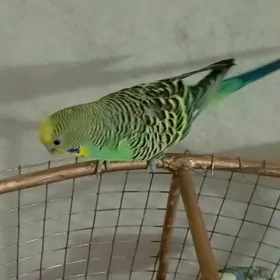 домашняя птица попугайчик