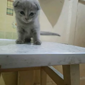 вислоухая девочка