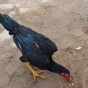 байес хороз