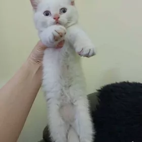 shatlanskiye kotyati