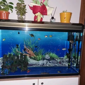 Аквариум