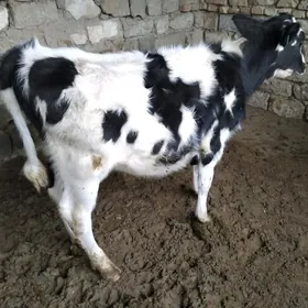 OKÜZ GALIŞTEY  FERMAÑ MAL