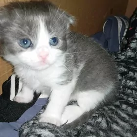 Вислоухий котенок