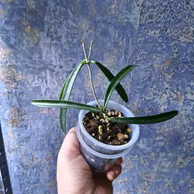 домашние цветы