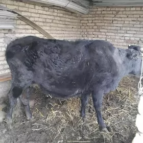 Йетик богаз