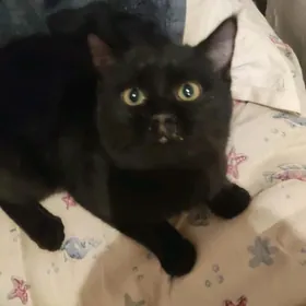 Котят дать хочу