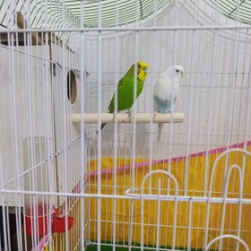 walnisti Çeh + Akwarium balyk