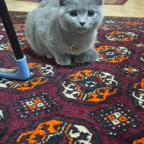 Британка кошка