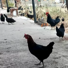 Mesny yumurtga inkubatora