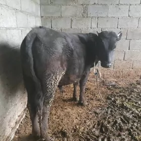 .....BAKYLAN ÖKIZ.....