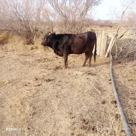boğaz tuwe bilen okuz