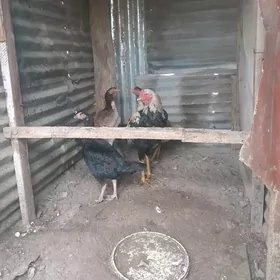 Bayes horaz we towuk