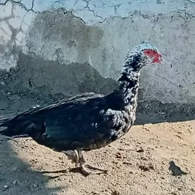 ördek towuk juje karlik kohnik