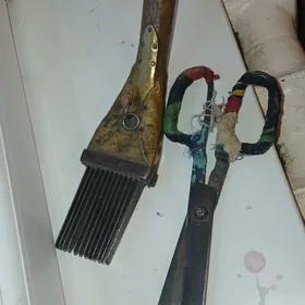 haly darak gaycy rasiski