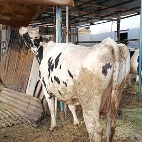 sutli sygyr ve bogaz