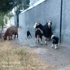 Owlakly Geçi 3 sani