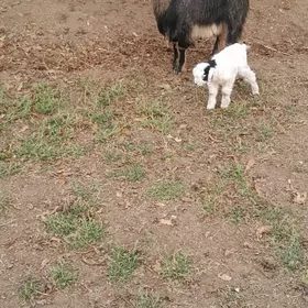 гечи овлаклы