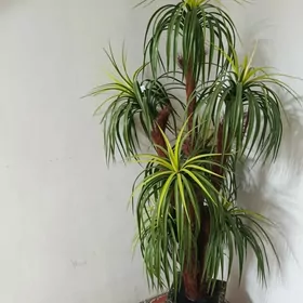 Is we ofis üçin palma agajy ba