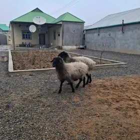 guzuly goyun.bogaz goyun.tokly