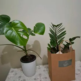 gul комнатные растения