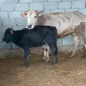 goleli sygyr okuz tuwe