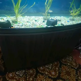 аквариум akwaryum