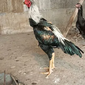 Ташкент хораз