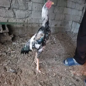 tasgent taskent towuk horaz