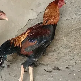 Ташкент хораз