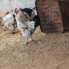 brama balgar towuklar