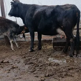 arginal tohum goleli sygyr