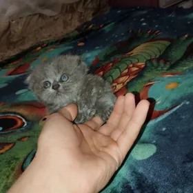 шотландские котята